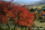 cevennes, automne, 2025,
